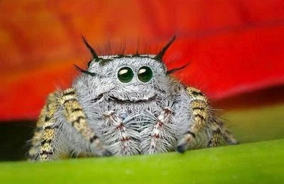 jumping spider eyes 9