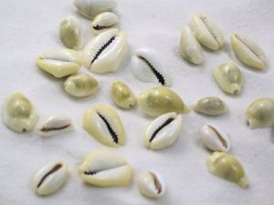 ef4794b3c88c093c1061bb66a05bc618--moneta-coral-reefs