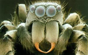 sem-of-head-of-zebra-jumping-spider-salticus-sp-power-and-syred