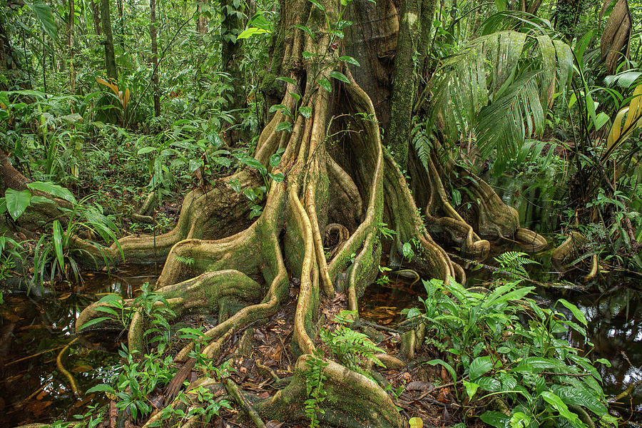 winding-roots-of-a-tropical-tree-standing-in-a-green-jungle-elles-rijsdijk