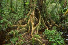 winding-roots-of-a-tropical-tree-standing-in-a-green-jungle-elles-rijsdijk