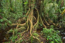 winding-roots-of-a-tropical-tree-standing-in-a-green-jungle-elles-rijsdijk