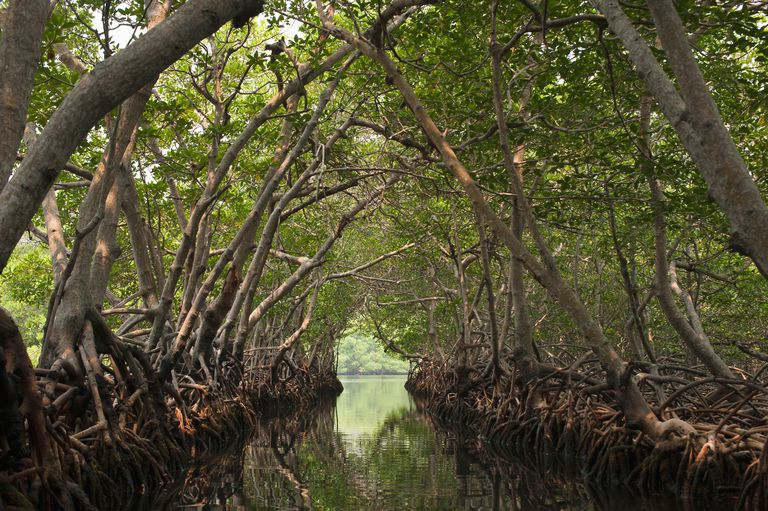 Mangroves-Jadwiga-Figula-Photography-56a5f84d5f9b58b7d0df5259