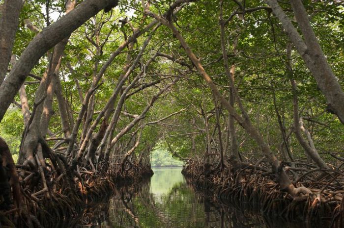 Mangroves-Jadwiga-Figula-Photography-56a5f84d5f9b58b7d0df5259